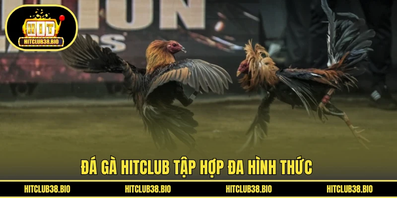 Đá gà HITCLUB tập hợp đa hình thức