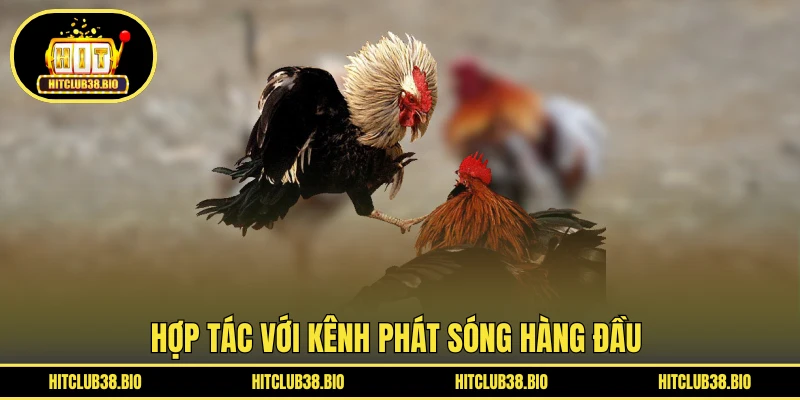 Hợp tác với kênh phát sóng hàng đầu